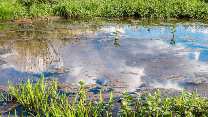 Mirror reflection on water