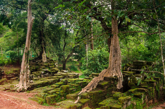 Trees in ruin Ta Prohm, part of Khmer temple complex, Asia. Siem Reap, Cambodia. Ancient Khmer architecture in jungle.
