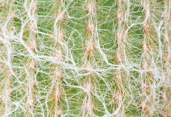 Close up of cactus texture.