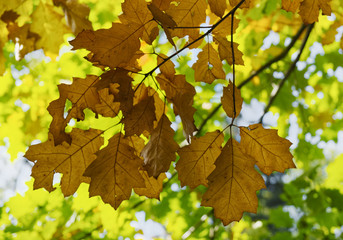 Autumn oak leaves.
