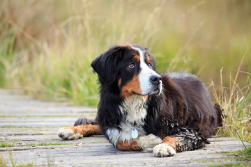 Berner Sennenhund auf Brücke