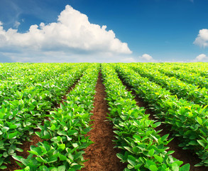 Rows on field. Agricultural composition