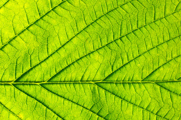Naklejka na ściany i meble Green leaf. Background abstract nature.