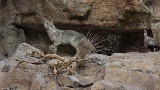 Wildlife coyote grouse birds taxidermy display 4K 076
