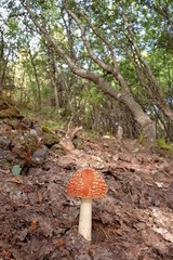 Red Toadstool Mushroom In Etna Park, Sicily