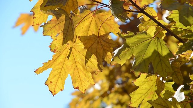 Yellow maple leaves in the wind