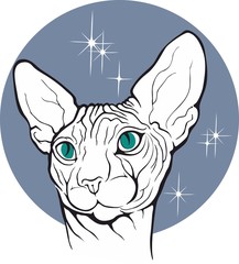 Close up of sphynx cat. Pet Shop label.