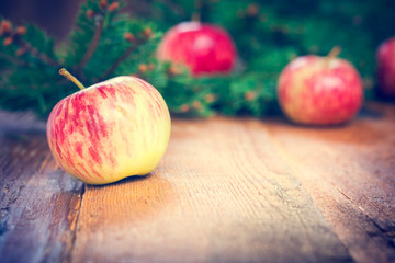 apples and fir branch