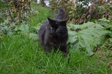 Black Chantilly Tiffamy cat in the garden