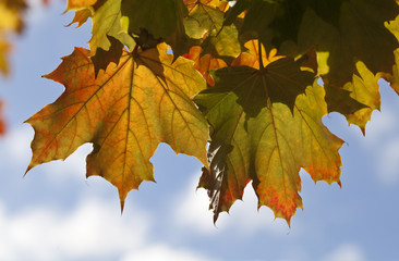 Autumn Leaf Patterns. Repetition of the leaf is found by the mutiple leaves and by the shadows of the leaves on the leaves. The autumnal colours are being complemented by the blue of the sky.