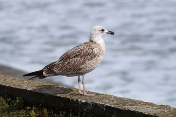 Albatross standing on the parapet and looking at the sea