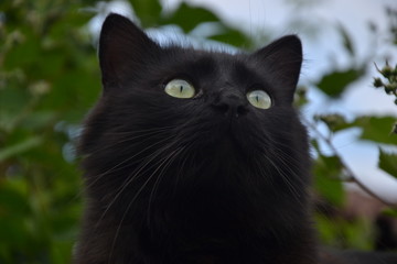 Portrait of a beautiful black Chantilly Tiffany cat at home
