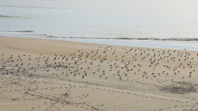 Mouettes
