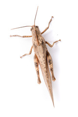 Locusta isolata su sfondo bianco