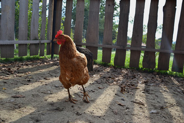 Young hen on barn yard on farm