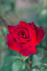 Red Rose on the Branch in the Garden