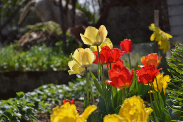 Small tulip flower bed in the garden with pond