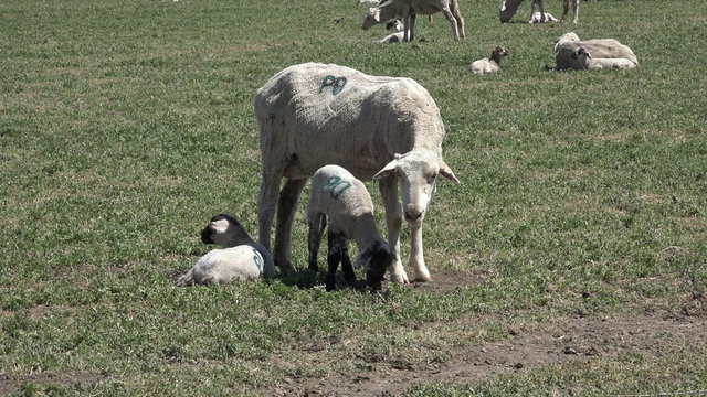 Sheep herd ewe and lambs farm field 4K 030