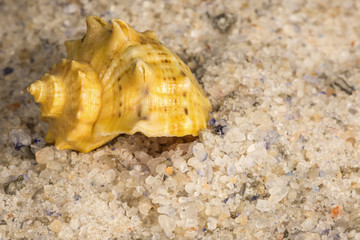 unrefined natural sea salt and clamshell