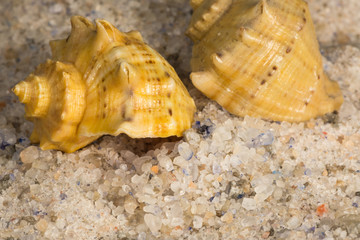 unrefined natural sea salt and clamshell
