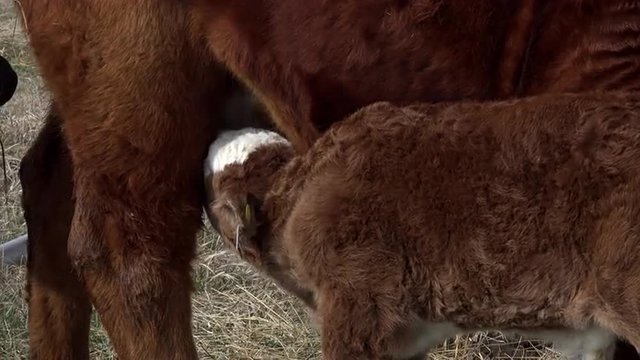 Newborn calf feeding on udder of mother cow 4K 007