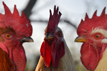 Three rooster together at a traditional rural farm yard