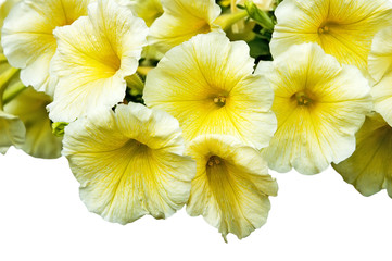 Yellow flowers gramophones