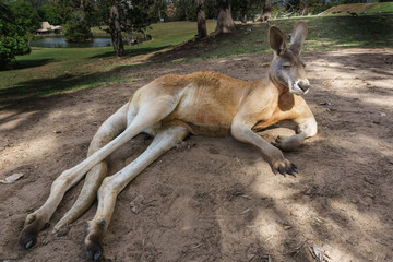 Entspanntes Känguru