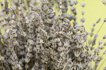 dried lavender flowers