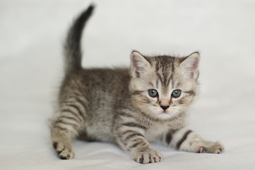 Fototapeta na wymiar Striped kitten, tiger kitten on a white background, pet, Pets, cute little kitten.