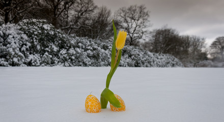 Yellow tulips are in the snow