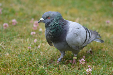 City pigeon on a lawn with white clovers