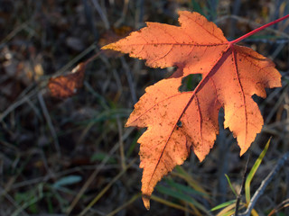 Single Red Maple (Acer rubrum) Leaf in Fall