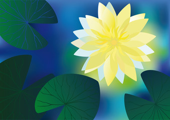 Yellow water lily - obrazy, fototapety, plakaty