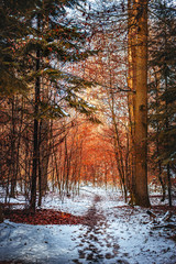 Path in beautiful snow beech forest
