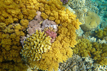 coral reef