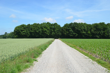 Fototapeta na wymiar Dusty gravel road through wheat field towards forest