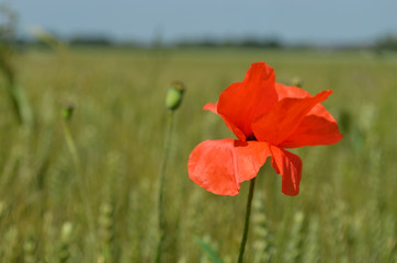 Common poppy in wheat field in summer