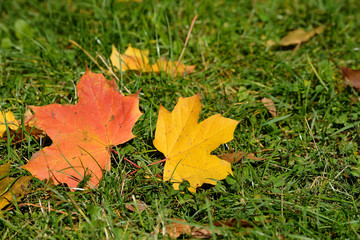 Maple leaves on autumn grass