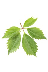 Green leaf isolated on a white