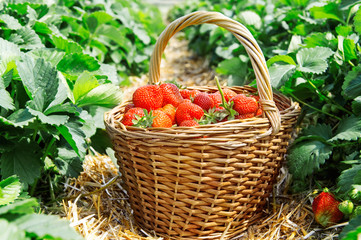 Basket of fresh strawberries