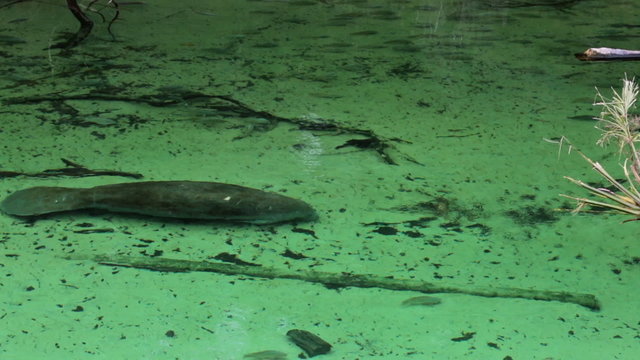 Manatee Blue Springs State Park Florida HD 1908