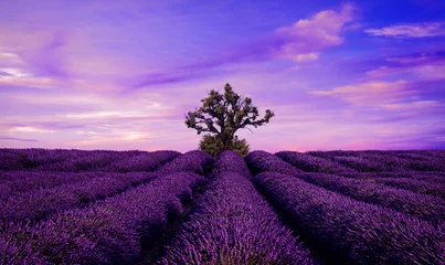 Abwaschbare Fototapete Foto des Tages Lavendelfeld Sommersonnenunterganglandschaft mit Baum