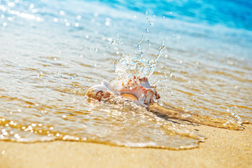 Shell on the sandy beach