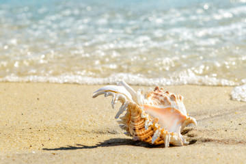 Shell on the sandy beach