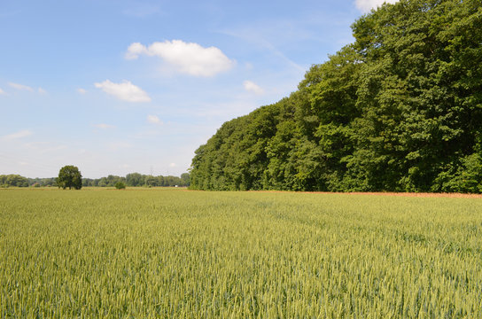 Wheat field in high summer