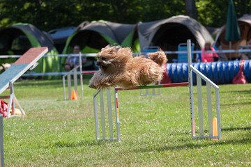 Agility © Gottfried Carls