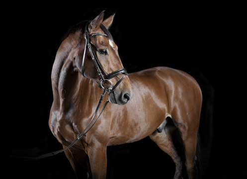 ungarisches reitpferd Studio