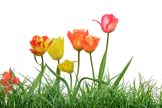 tulips garden with grass, isolated on white background © Vaceslav Romanov