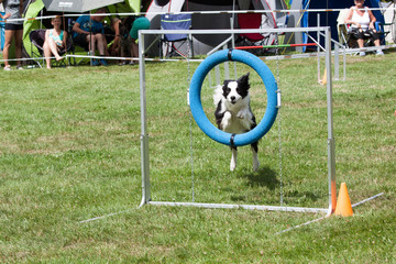 Border Collie im Sprung durch einen Reifen